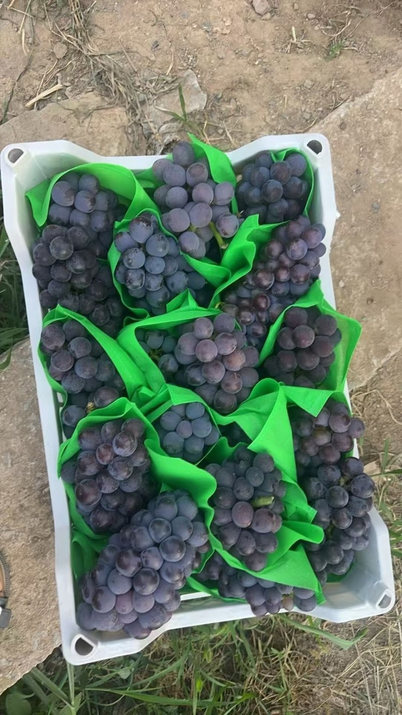 沂蒙山产地巨峰葡萄大量有货货源充足一手货源
