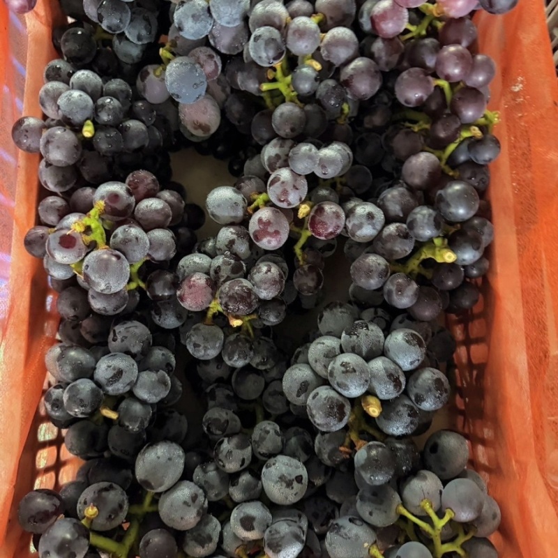 沂蒙山产地巨峰葡萄大量有货货源充足一手货源