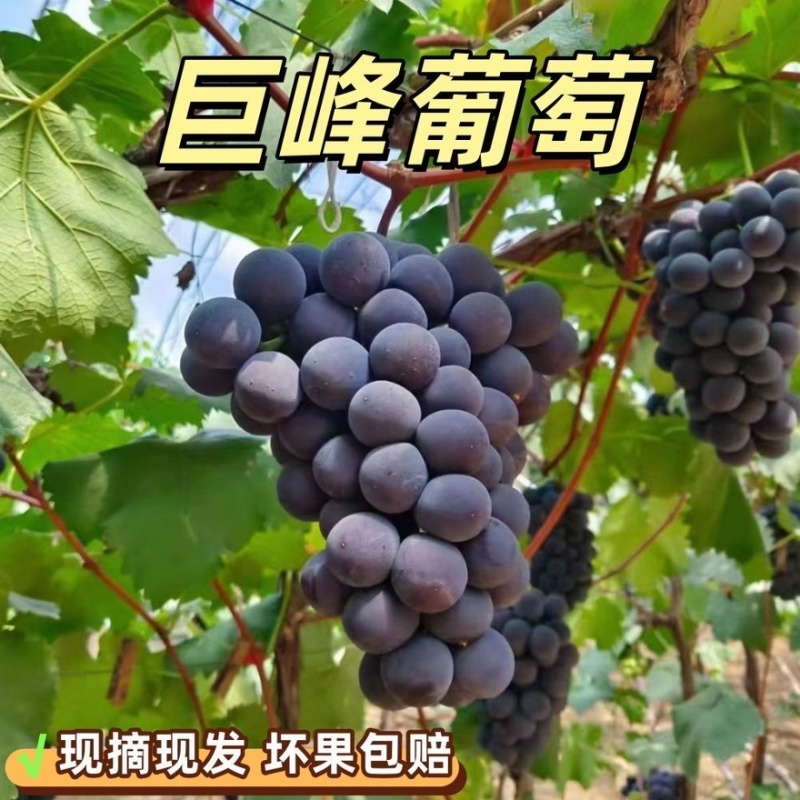沂蒙山产地巨峰葡萄大量有货货源充足一手货源