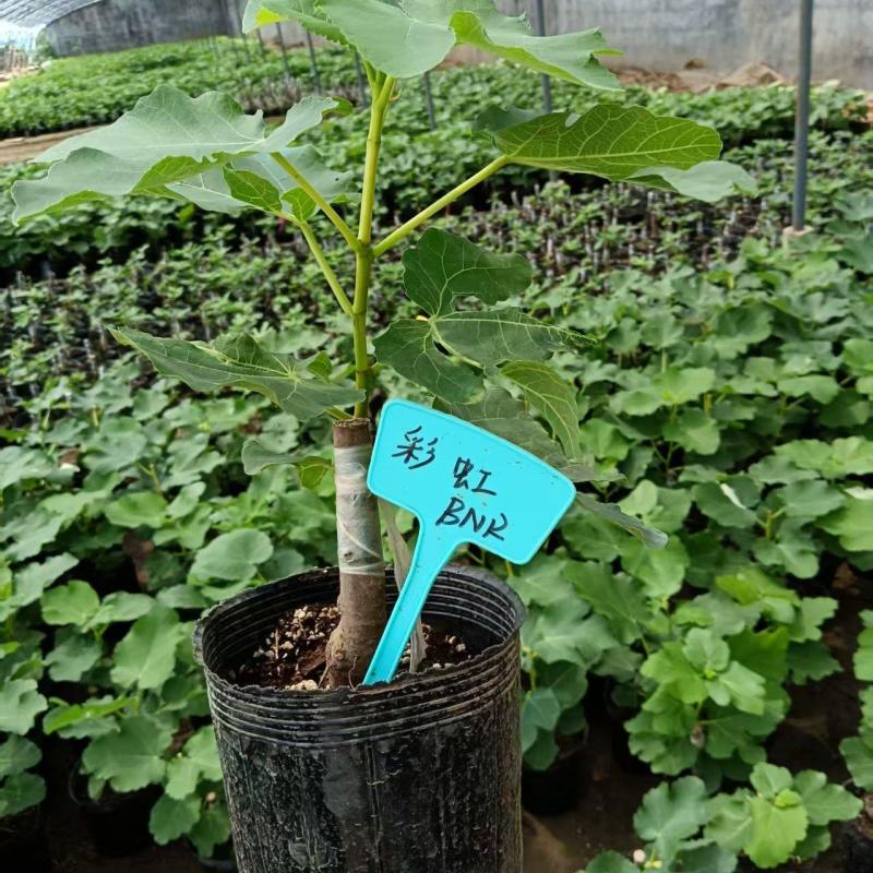 bnr彩虹无花果盆栽地栽阳台南北方种植