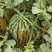 美都欢迎大家品尝