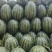 辽宁甜王西瓜价格美丽质量好走货快对接全国量大从优欢迎询价