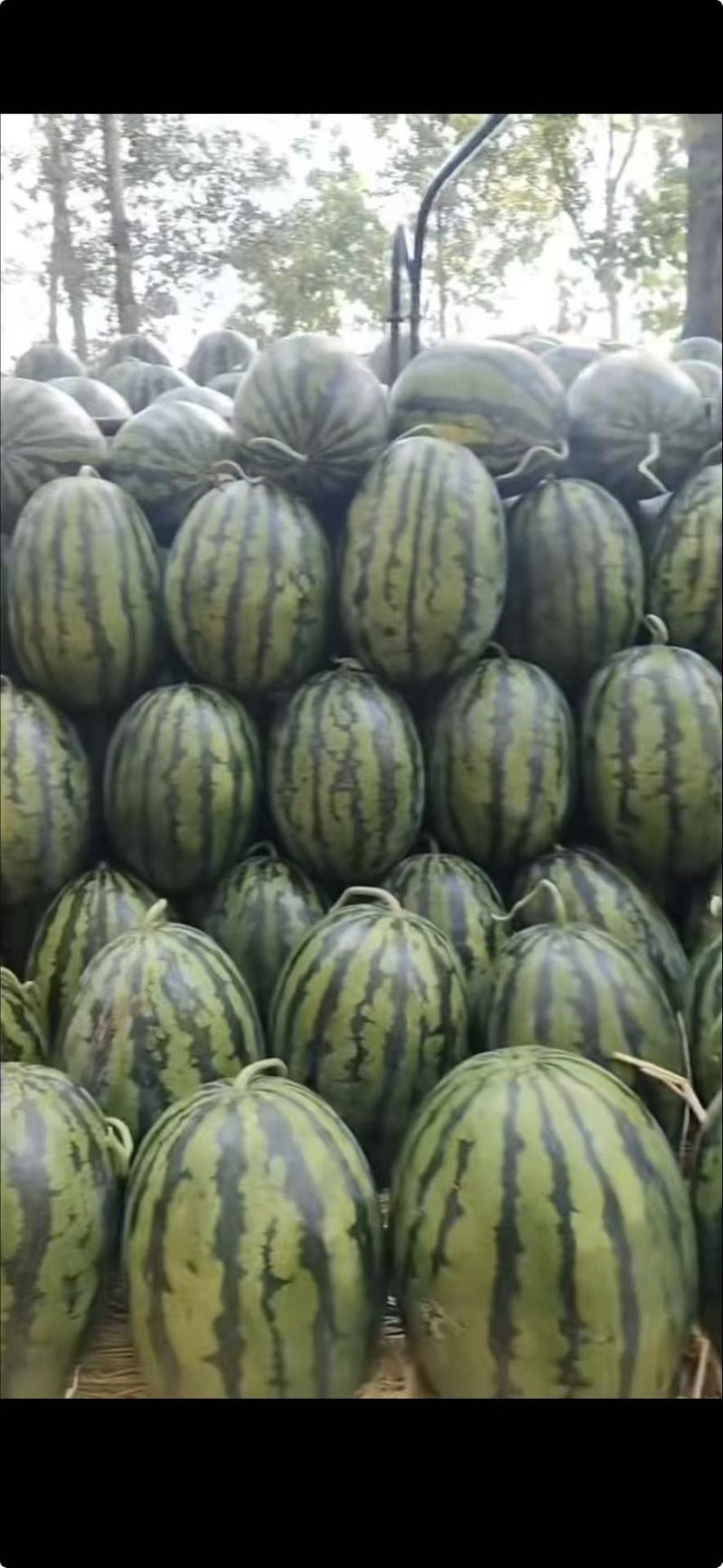 辽宁甜王西瓜价格美丽质量好走货快对接全国量大从优欢迎询价