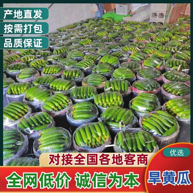 【常年有货】旱黄瓜/辽宁黄瓜/基地现摘现发/可全国发货