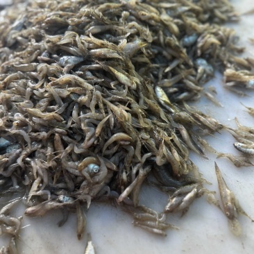 淡水河虾