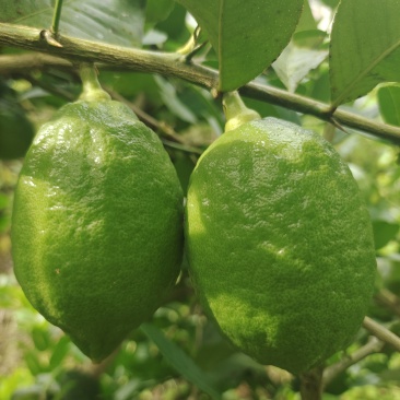 广东香水柠檬