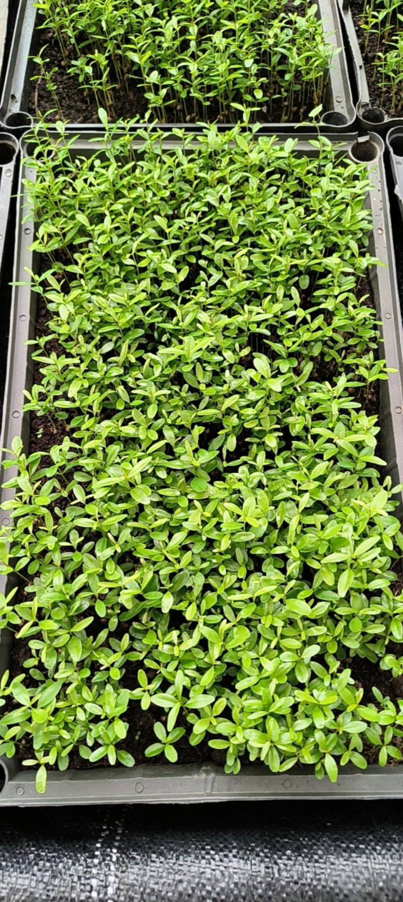 红车苗红车彩叶地被绿植园林绿化苗盆栽苗好养