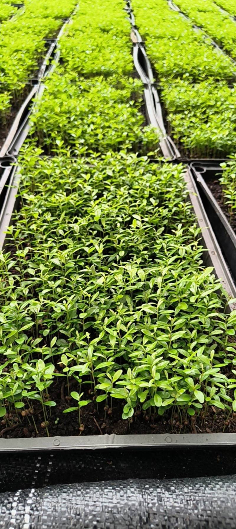 红车苗红车彩叶地被绿植园林绿化苗盆栽苗好养