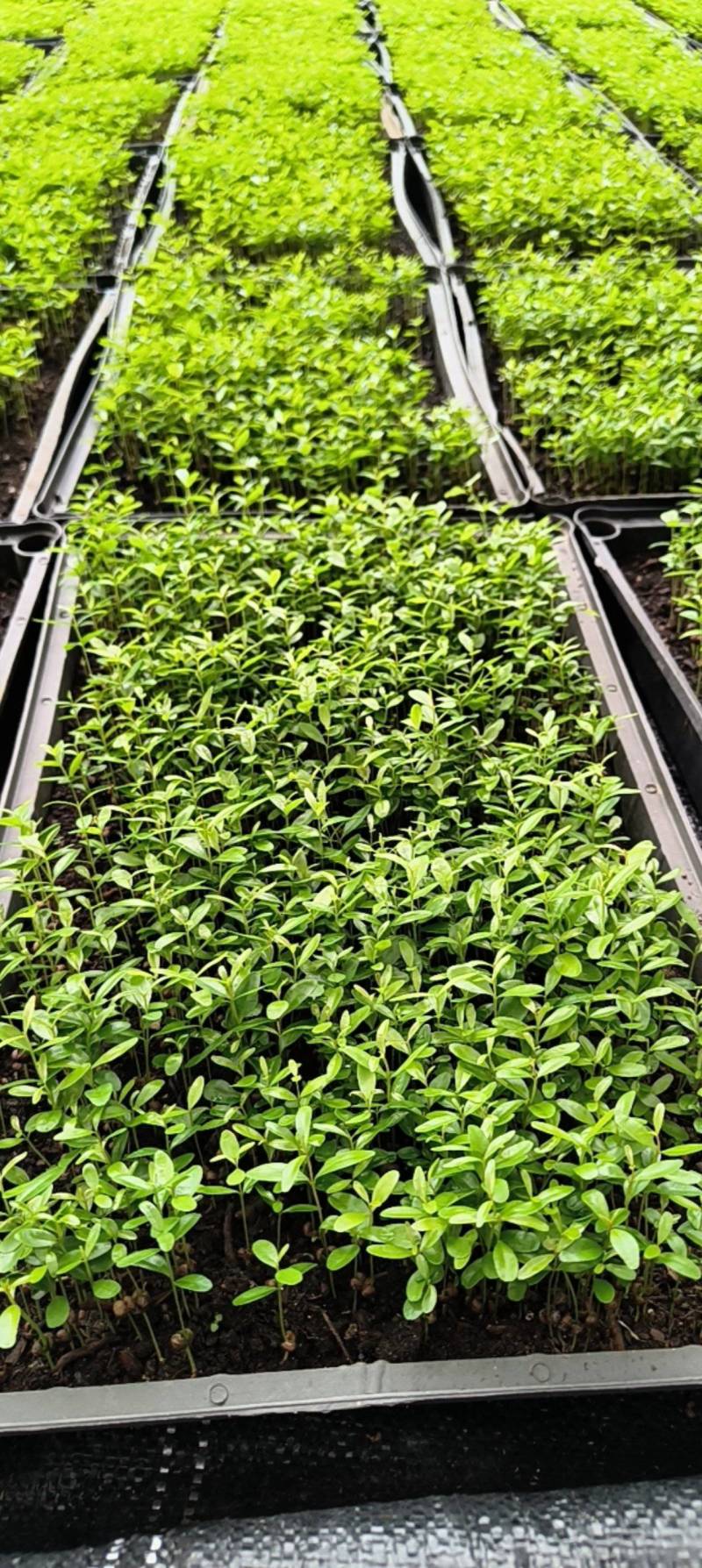 红车苗红车彩叶地被绿植园林绿化苗盆栽苗好养