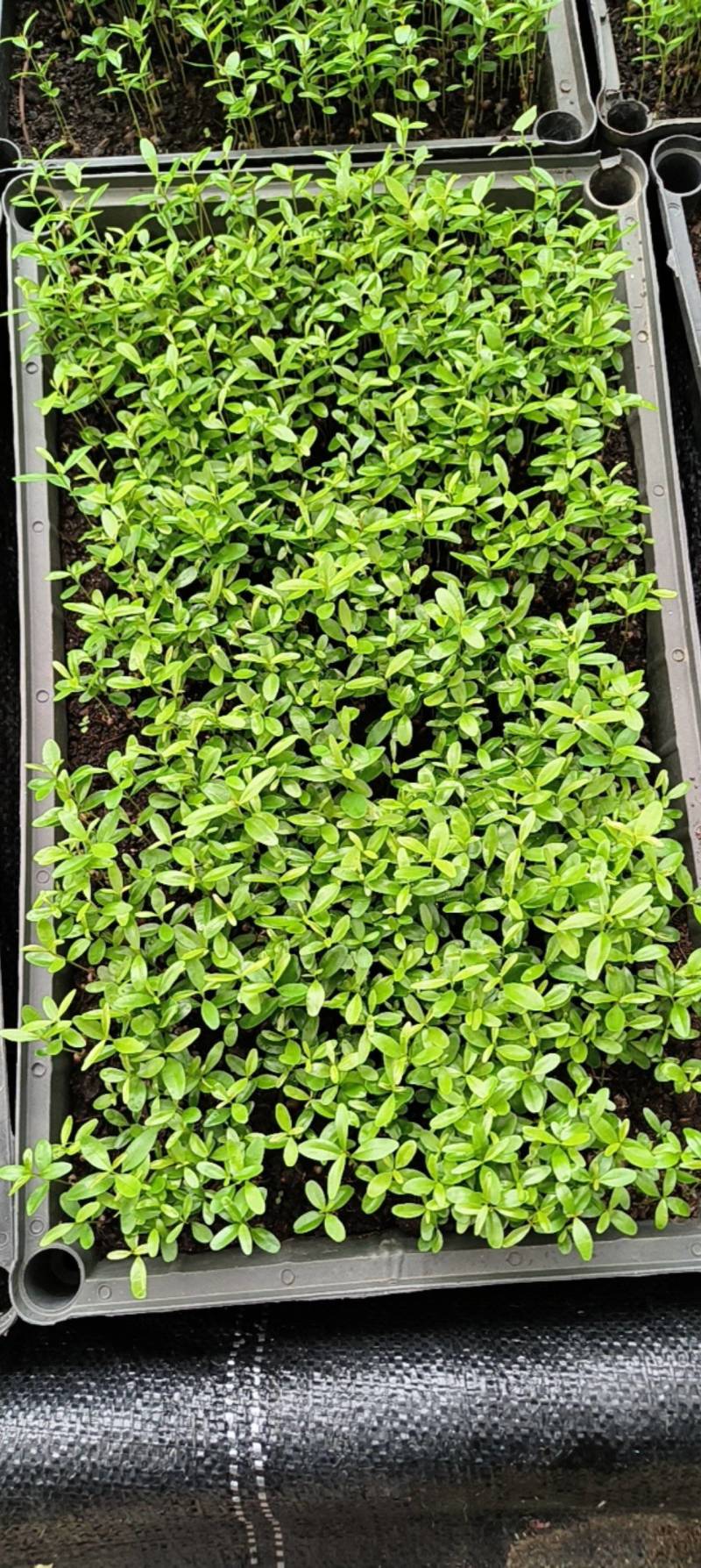 红车苗红车彩叶地被绿植园林绿化苗盆栽苗好养