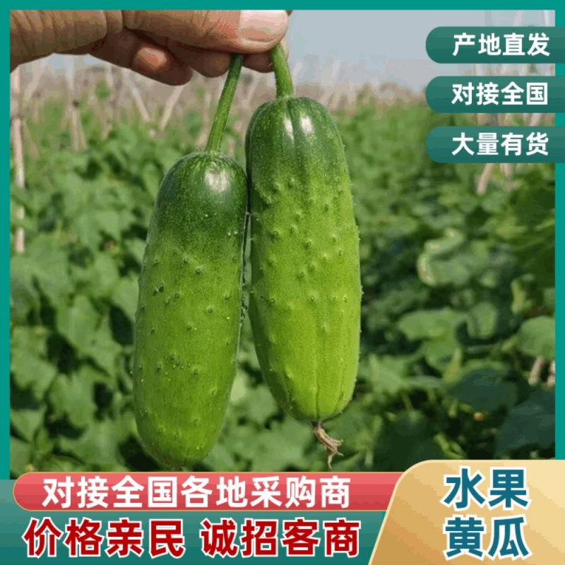 小黄瓜产地直发对接全国商超量大从优质量好