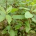 木姜子苗山苍子苗