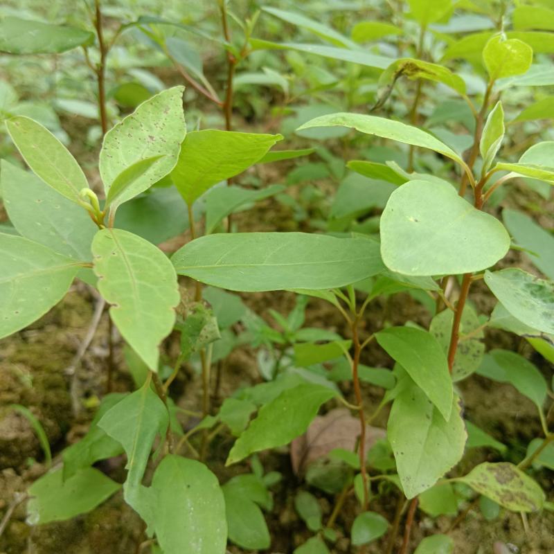 木姜子苗山苍子苗