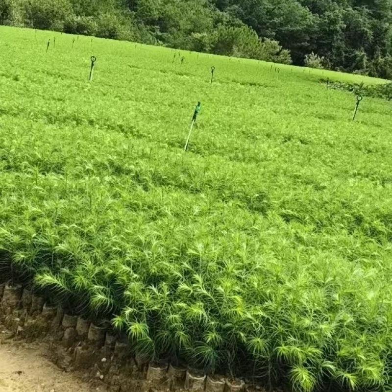杉木苗