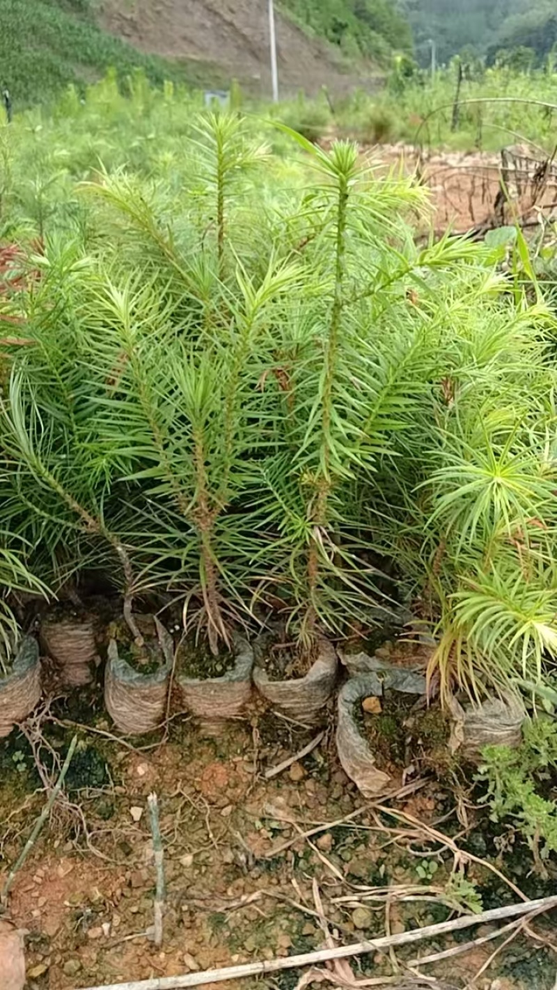 杉木苗