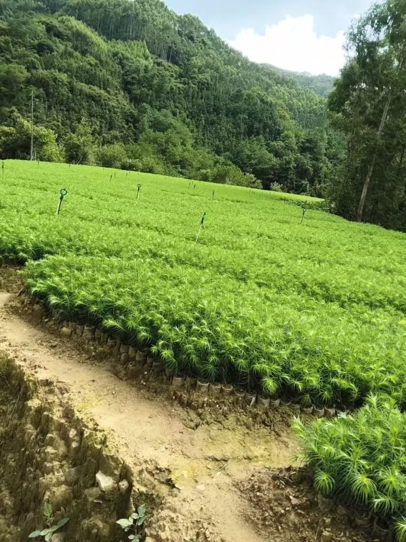 杉木苗