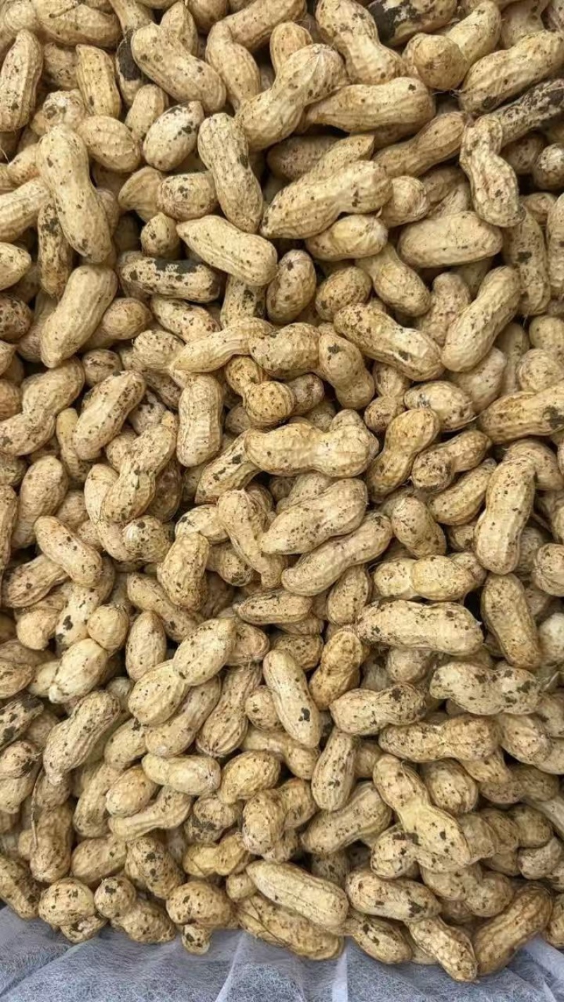 江苏新沂市新鲜的花生四粒红和大白沙