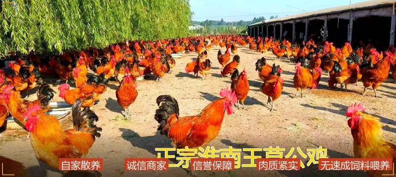 十年老店正宗淮南王草公鸡，山林自家散养，诚信商家产地直发