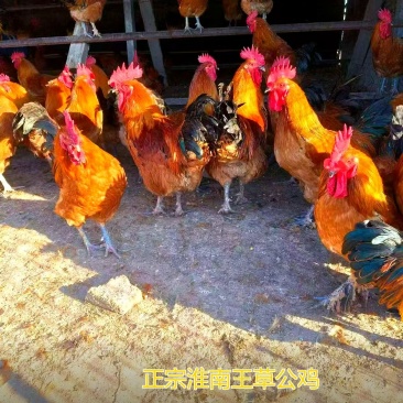 十年老店正宗淮南王草公鸡，山林自家散养，诚信商家产地直发