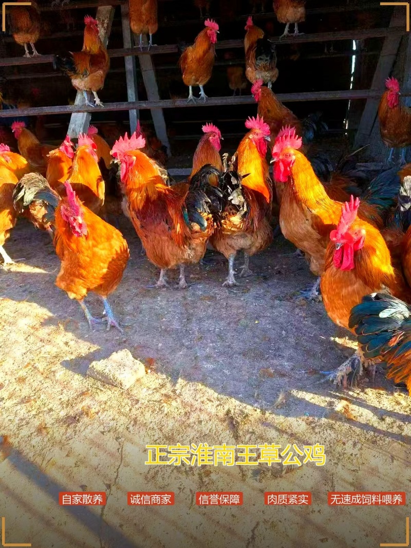十年老店正宗淮南王草公鸡，山林自家散养，诚信商家产地直发