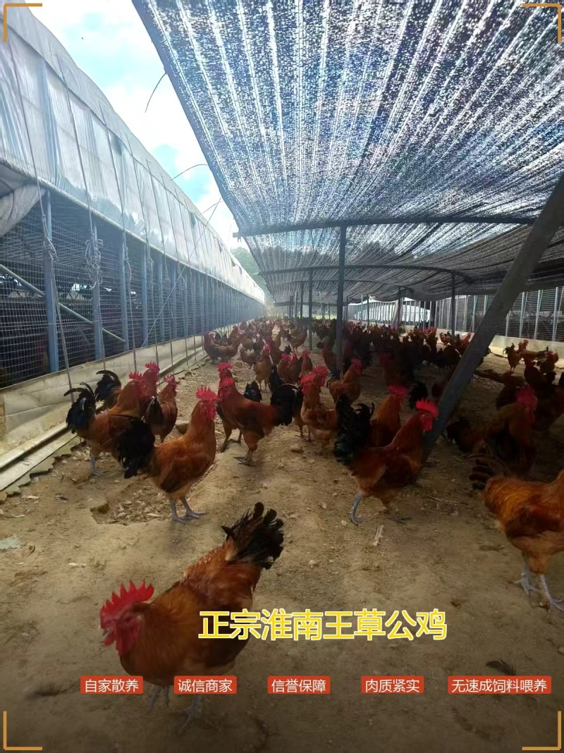 十年老店正宗淮南王草公鸡，山林自家散养，诚信商家产地直发