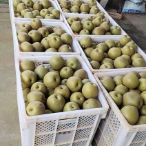 翠冠玉梨