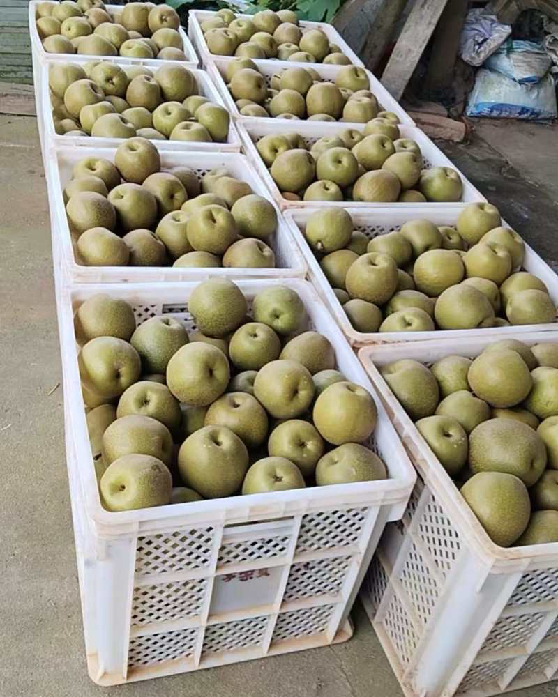 翠冠玉梨