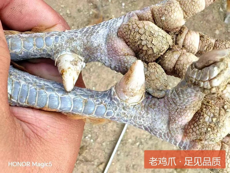 玉米喂养，十年老店自家山林散养诚信商家正宗淮南王草公鸡