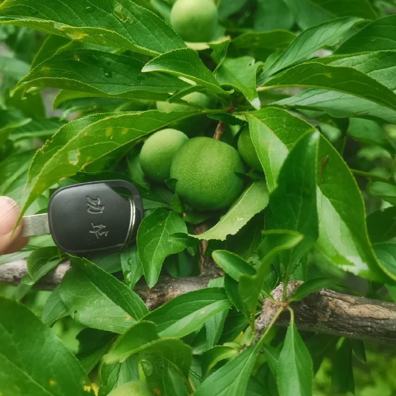 茂县青脆李。