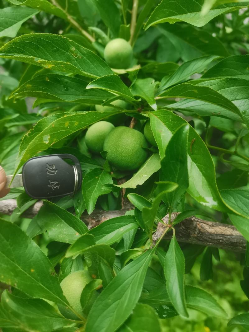 茂县青脆李。