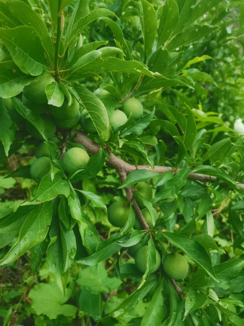 茂县青脆李。