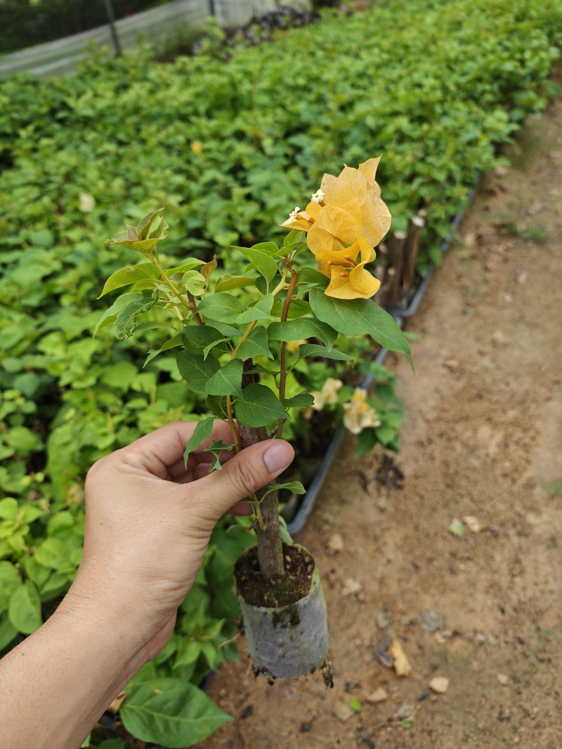 三角梅小苗品种齐全基地现货批发量大优惠欢迎咨询