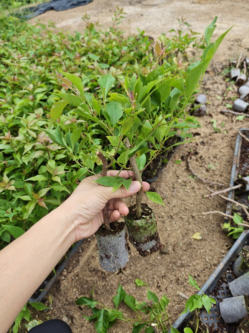 三角梅小苗品种齐全基地现货批发量大优惠欢迎咨询