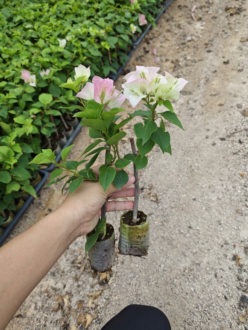 三角梅小苗品种齐全基地现货批发量大优惠欢迎咨询