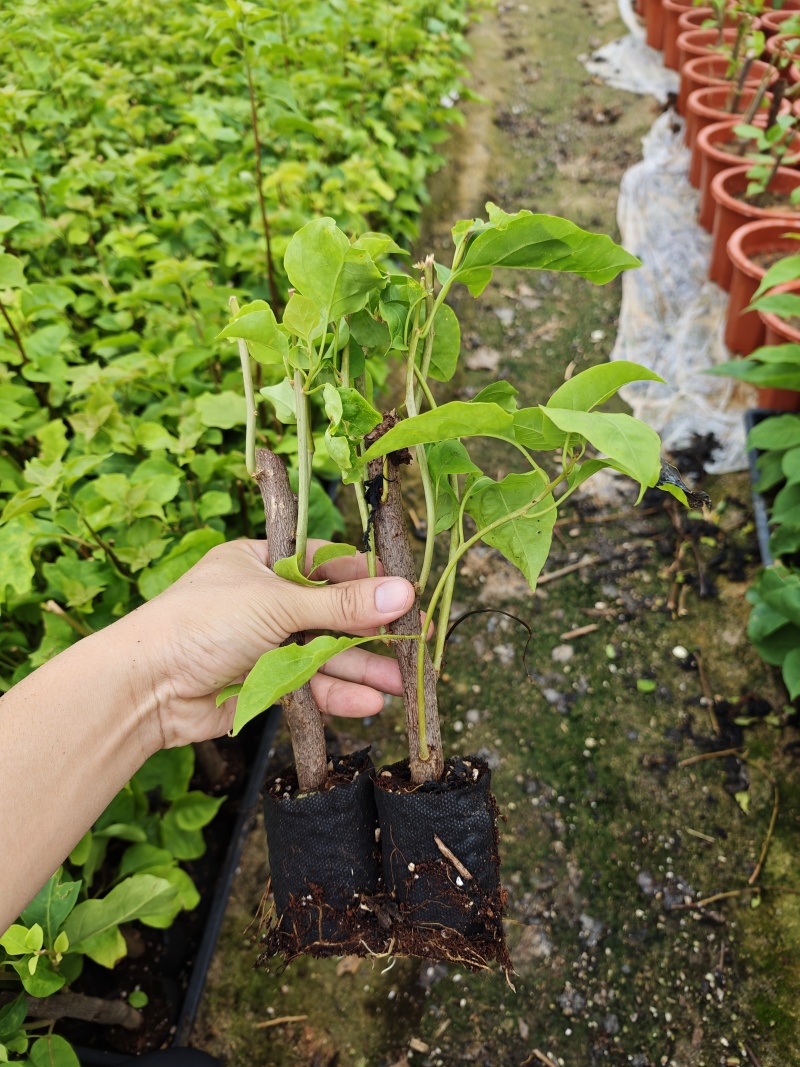 三角梅小苗品种齐全基地现货批发量大优惠欢迎咨询