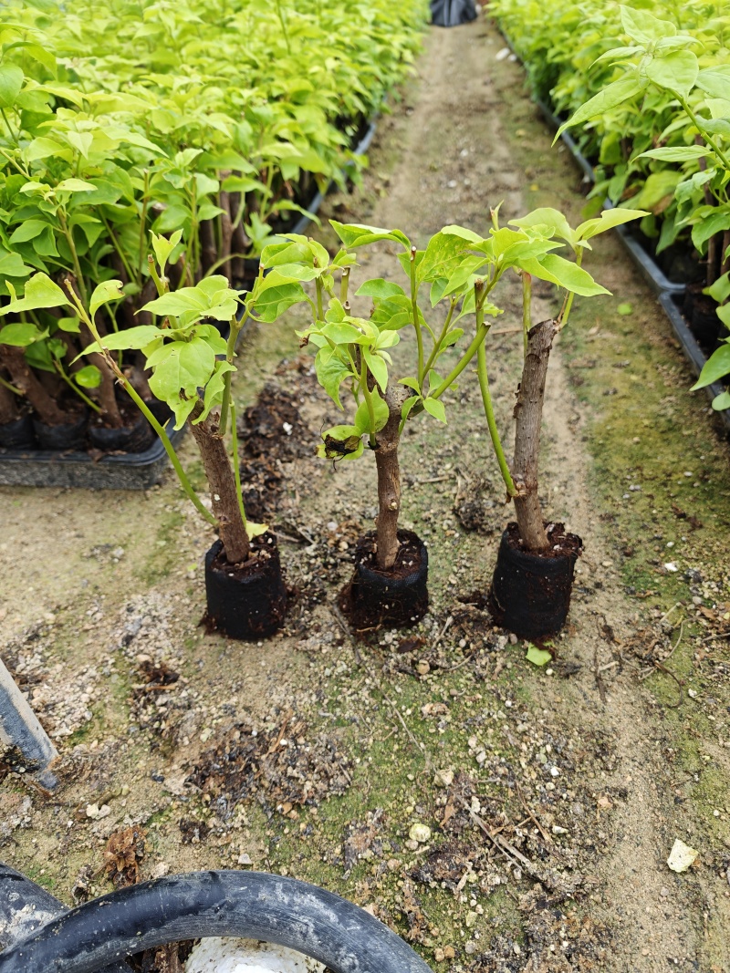 三角梅小苗品种齐全基地现货批发量大优惠欢迎咨询