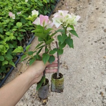 三角梅小苗品种齐全基地现货批发量大优惠欢迎咨询