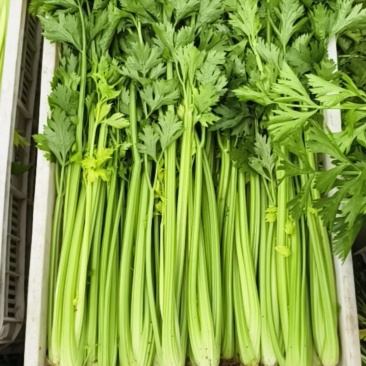 大棚西芹
