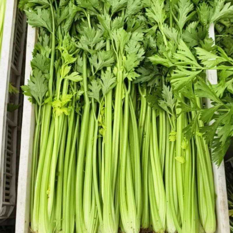大棚西芹