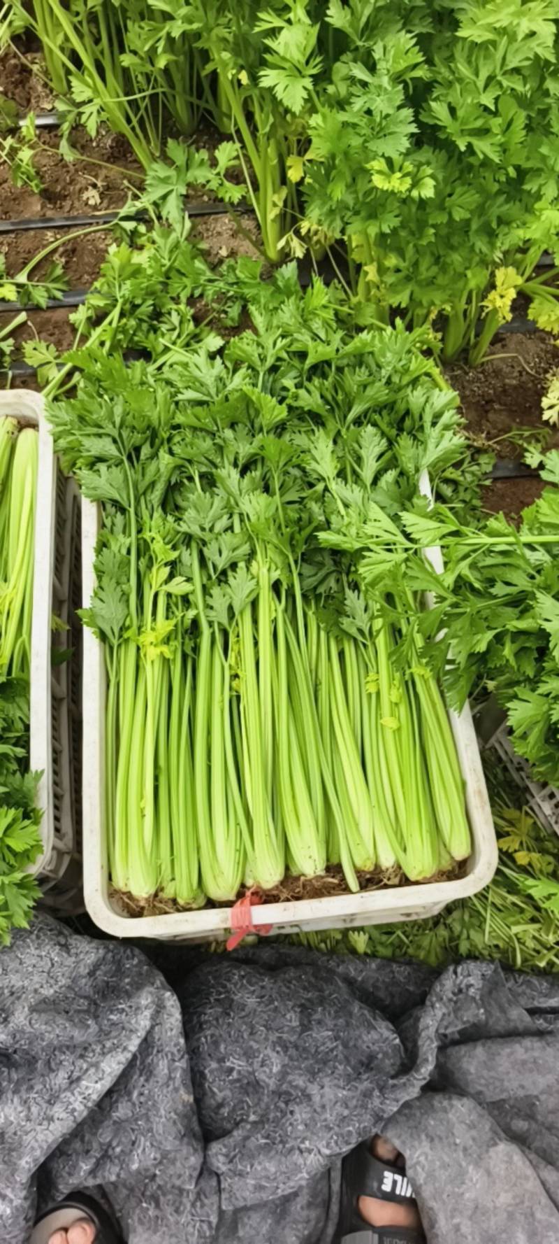 大棚西芹