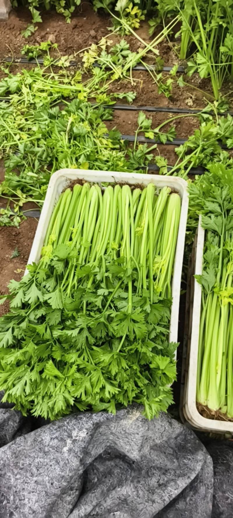 大棚西芹