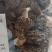羊肚菌干货
