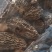 羊肚菌干货