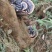 广西百色田林野生灵芝，纯野生，量大优惠，***xyegb