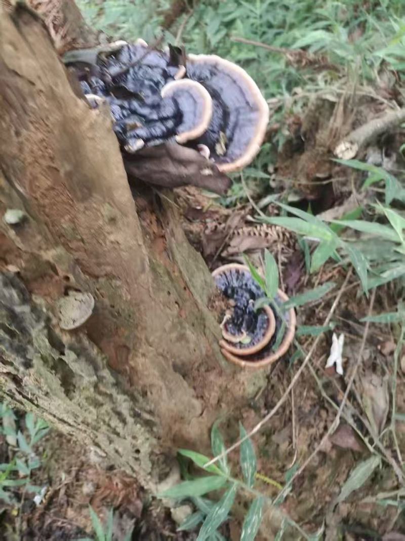 广西百色田林野生灵芝，纯野生，量大优惠，***xyegb