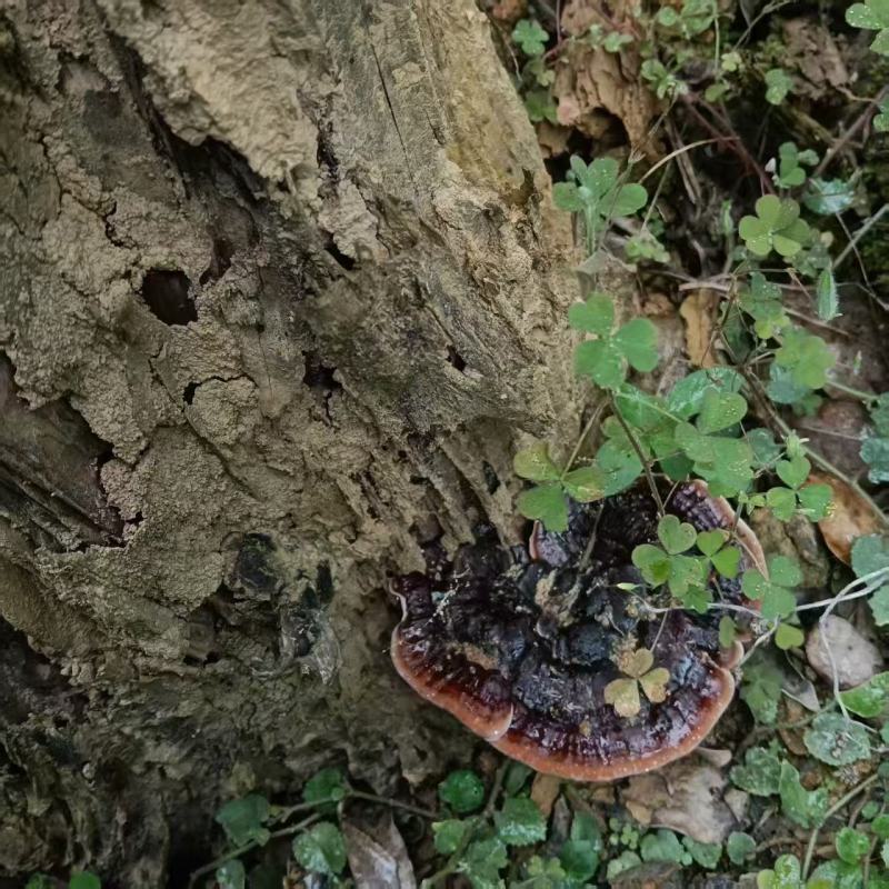 广西百色田林野生灵芝，纯野生，量大优惠，***xyegb