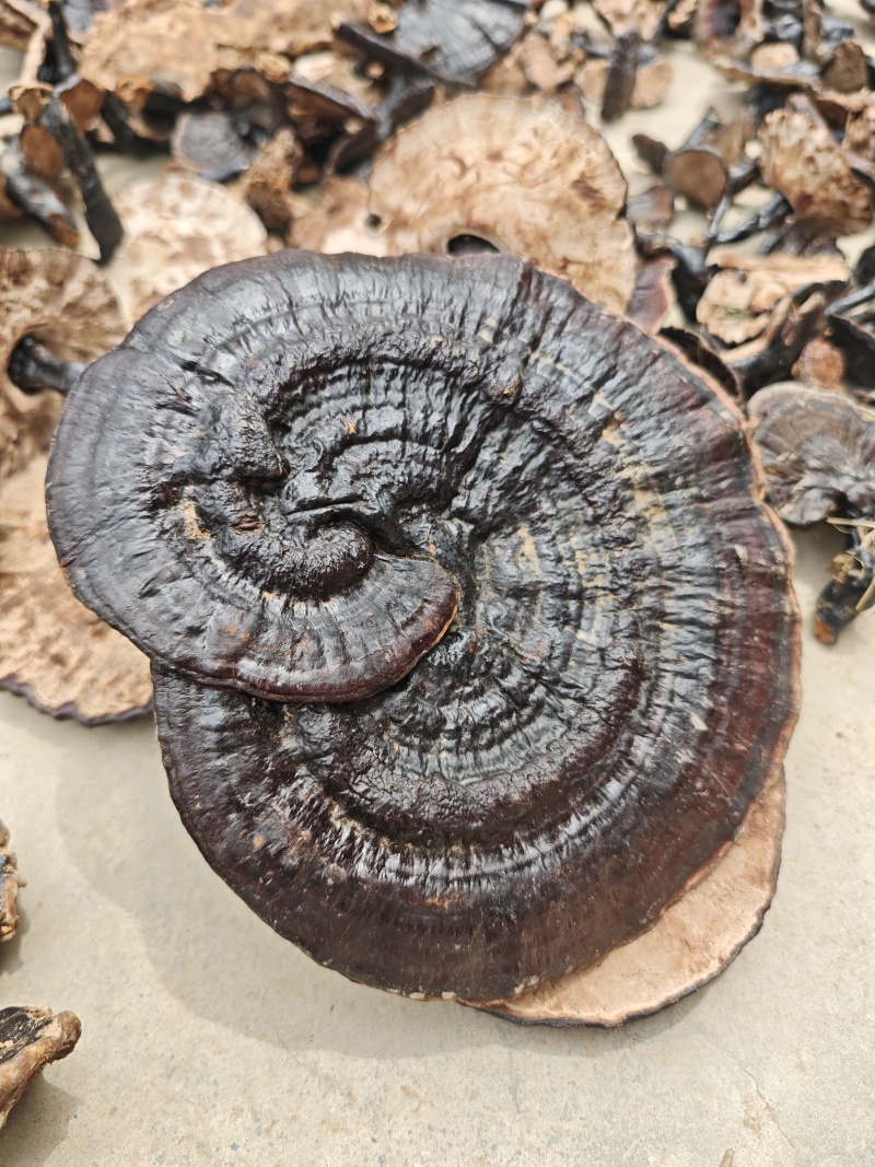 广西百色田林野生灵芝，纯野生，量大优惠，***xyegb