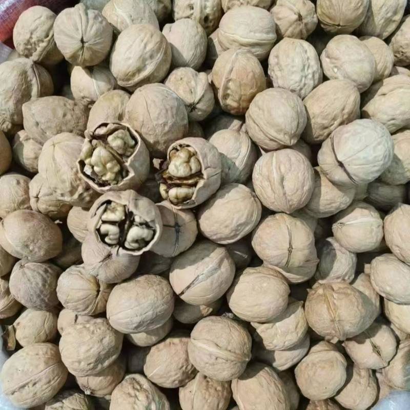 青皮核桃湿核桃。干核桃电一件代发