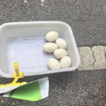 自家散养鹅蛋
