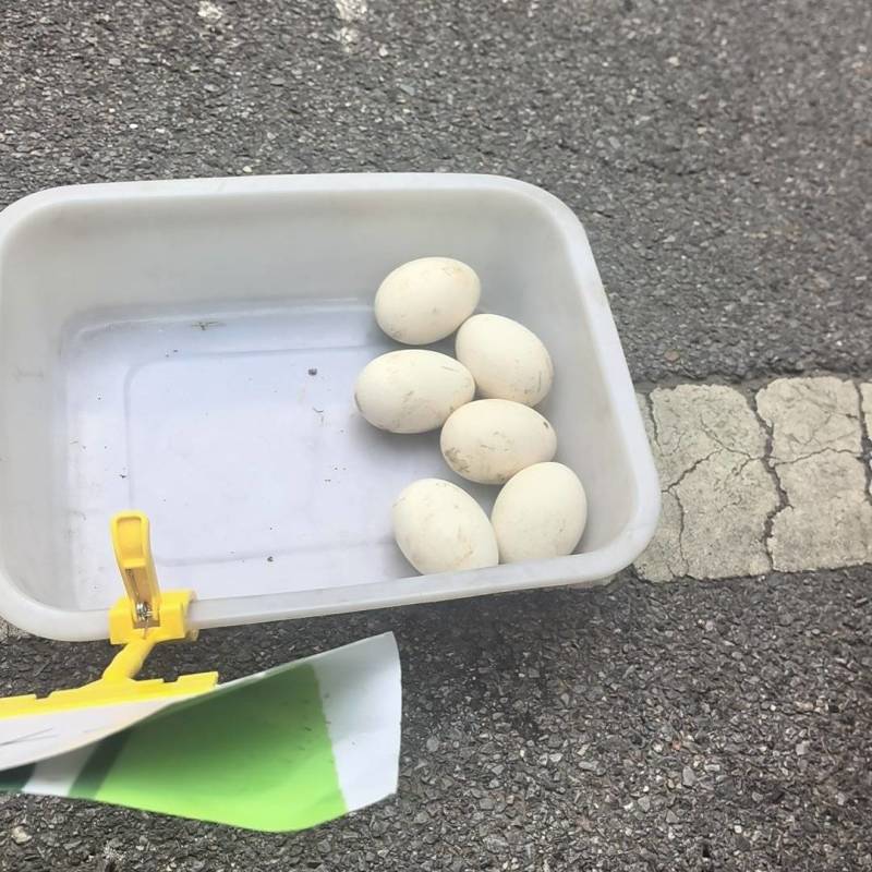 自家散养鹅蛋